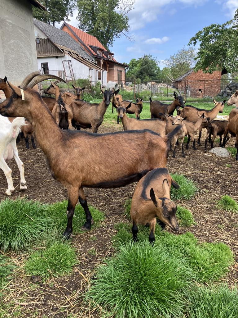 Exkurze na kozí farmu v Prosetíně (VI.A)